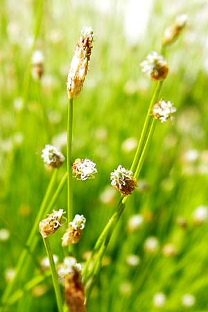 Isolepis cernua \ Niedere Moorbinse, Frauenhaar-Gras, D  8.6.2013