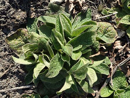 Pentanema squarrosum \ D&uuml;rrwurz / Ploughman's Spikenard, D &Ouml;stringen-Eichelberg 18.3.2016