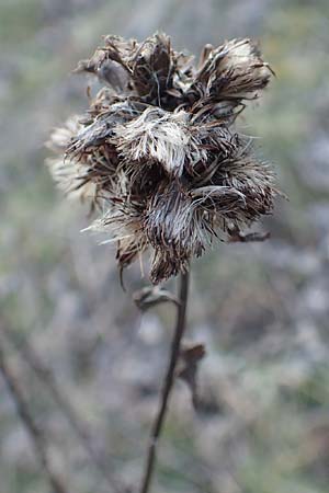 Pentanema squarrosum \ D&uuml;rrwurz / Ploughman's Spikenard, D &Ouml;stringen-Eichelberg 18.3.2016