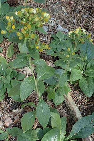 Pentanema squarrosum \ D&uuml;rrwurz / Ploughman's Spikenard, D Eggenstein-Leopoldshafen 18.8.2019