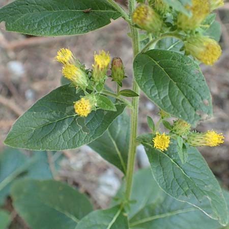 Pentanema squarrosum \ D&uuml;rrwurz / Ploughman's Spikenard, D Eggenstein-Leopoldshafen 18.8.2019