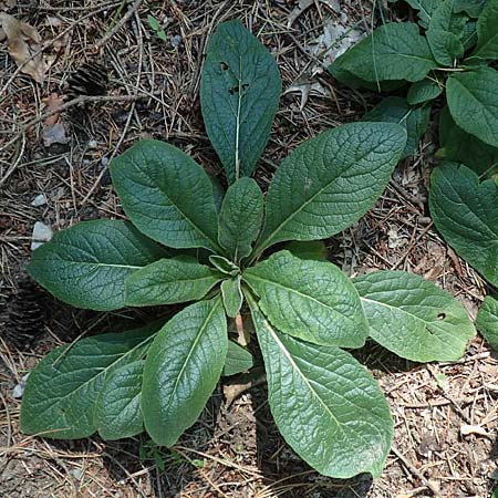 Pentanema squarrosum \ D&uuml;rrwurz / Ploughman's Spikenard, D Eggenstein-Leopoldshafen 18.8.2019