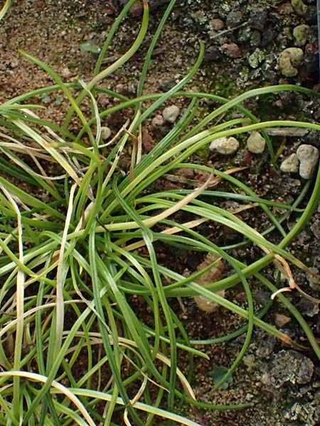 Isoetes durieui \ Igelsporiges Brachsenkraut, Durieu-Brachsenkraut, D  20.5.2023