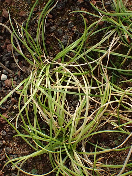 Isoetes durieui \ Igelsporiges Brachsenkraut, Durieu-Brachsenkraut, D  20.5.2023