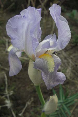 Iris pallida \ Blasse Schwertlilie / Dalmatian Iris, D Mannheim 24.4.2007