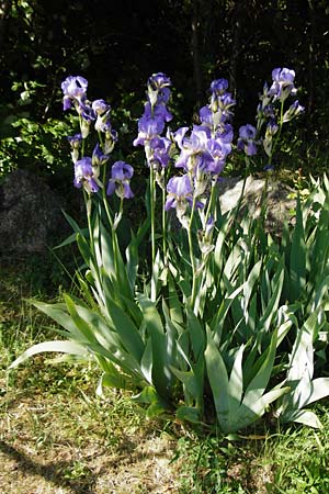 Iris pallida \ Blasse Schwertlilie / Dalmatian Iris, D Hemsbach 18.5.2015