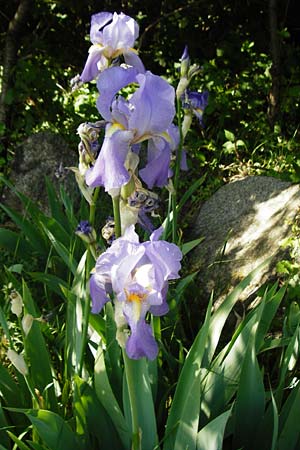 Iris pallida \ Blasse Schwertlilie / Dalmatian Iris, D Hemsbach 18.5.2015