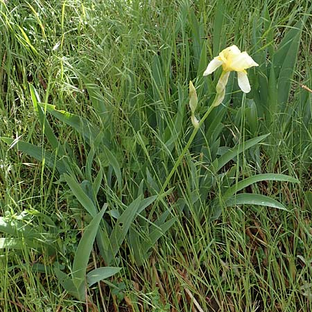 Iris flavescens \ Gelbe Schwertlilie / Lemonyellow Iris, D Seeheim an der Bergstra&szlig;e 12.5.2020