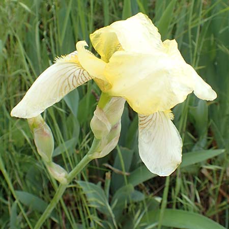 Iris flavescens \ Gelbe Schwertlilie / Lemonyellow Iris, D Seeheim an der Bergstra&szlig;e 12.5.2020