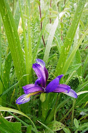 Iris graminea \ Pflaumenduft-Iris, Gras-Schwertlilie / Plum-scented Iris, D Gerolzhofen-Sulzheim 1.6.2015