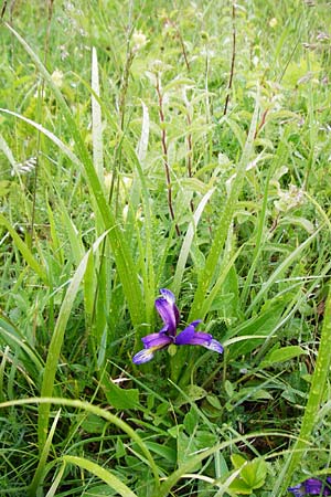 Iris graminea \ Pflaumenduft-Iris, Gras-Schwertlilie / Plum-scented Iris, D Gerolzhofen-Sulzheim 1.6.2015