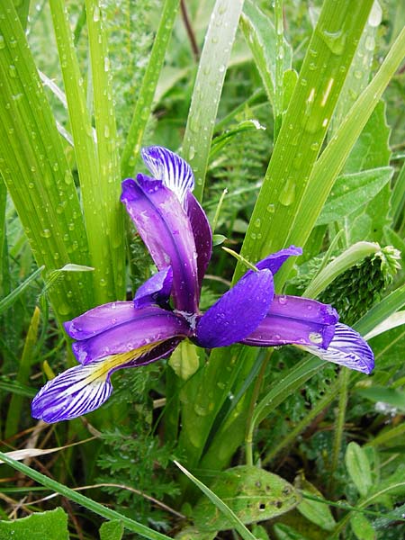 Iris graminea \ Pflaumenduft-Iris, Gras-Schwertlilie / Plum-scented Iris, D Gerolzhofen-Sulzheim 1.6.2015