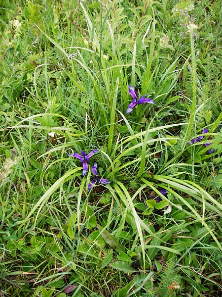 Iris graminea \ Pflaumenduft-Iris, Gras-Schwertlilie / Plum-scented Iris, D Gerolzhofen-Sulzheim 1.6.2015