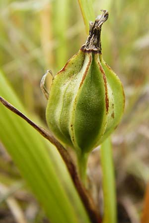 Iris graminea \ Pflaumenduft-Iris, Gras-Schwertlilie / Plum-scented Iris, D Gerolzhofen-Sulzheim 18.7.2015