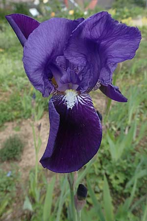 Iris germanica \ Deutsche Schwertlilie / German Iris, D Weinheim an der Bergstra&szlig;e, Botan. Gar.  Hermannshof 1.5.2016