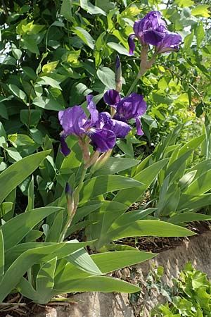 Iris germanica \ Deutsche Schwertlilie / German Iris, D Stuttgart 24.4.2018