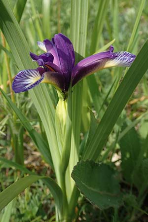 Iris graminea \ Pflaumenduft-Iris, Gras-Schwertlilie / Plum-scented Iris, D Gerolzhofen-Sulzheim 17.5.2018