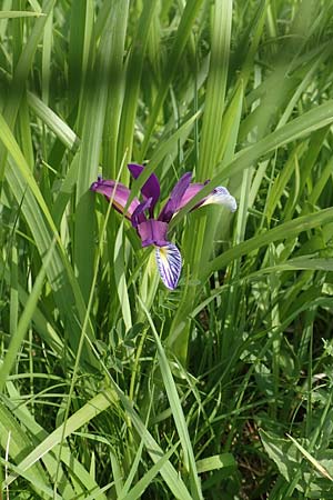 Iris graminea \ Pflaumenduft-Iris, Gras-Schwertlilie / Plum-scented Iris, D Gerolzhofen-Sulzheim 17.5.2018