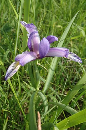 Iris graminea \ Pflaumenduft-Iris, Gras-Schwertlilie / Plum-scented Iris, D Gerolzhofen-Sulzheim 17.5.2018