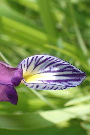 Iris graminea \ Pflaumenduft-Iris, Gras-Schwertlilie / Plum-scented Iris, D Gerolzhofen-Sulzheim 17.5.2018