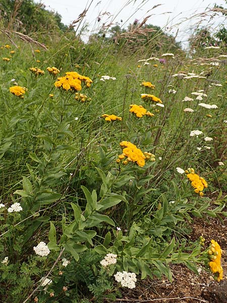 Pentanema germanicum \ Deutscher Alant / German Fleabane, D Gr&uuml;nstadt-Asselheim 16.6.2018