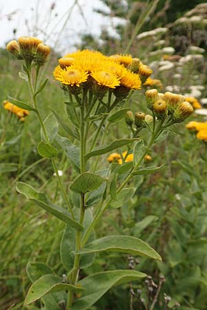 Pentanema germanicum \ Deutscher Alant / German Fleabane, D Gr&uuml;nstadt-Asselheim 16.6.2018