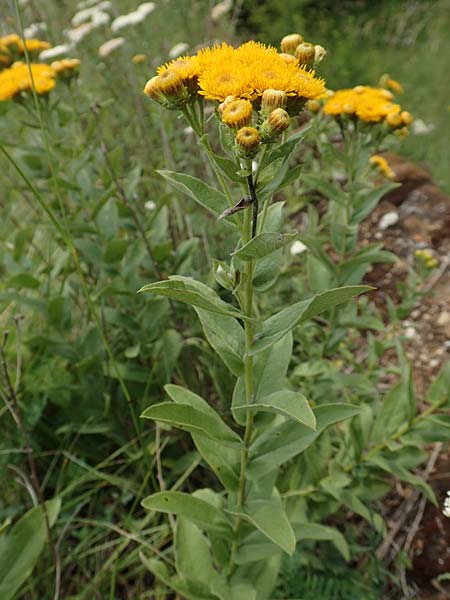Pentanema germanicum \ Deutscher Alant / German Fleabane, D Gr&uuml;nstadt-Asselheim 16.6.2018