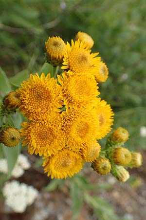 Pentanema germanicum \ Deutscher Alant / German Fleabane, D Gr&uuml;nstadt-Asselheim 16.6.2018