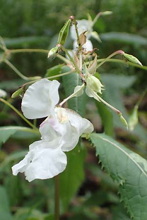 Impatiens glandulifera \ Indisches Springkraut / Indian Balsam, D Herne 27.7.2019