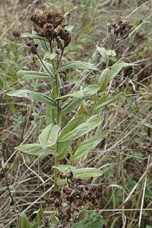 Pentanema germanicum \ Deutscher Alant / German Fleabane, D Gr&uuml;nstadt-Asselheim 9.9.2019