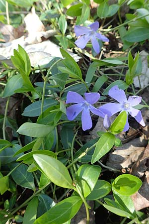 Vinca minor \ Kleines Immergr�n / Lesser Periwinkle, D Ketsch 22.3.2020