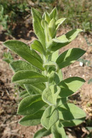 Pentanema germanicum \ Deutscher Alant / German Fleabane, D Gr&uuml;nstadt-Asselheim 26.4.2020