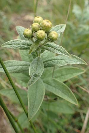 Pentanema germanicum \ Deutscher Alant / German Fleabane, D Gr&uuml;nstadt-Asselheim 15.6.2020
