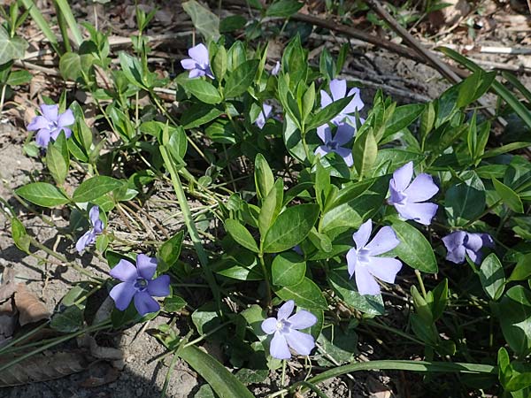 Vinca minor \ Kleines Immergr�n / Lesser Periwinkle, D Ludwigshafen 31.3.2021