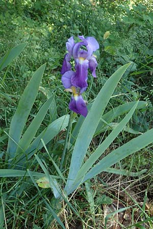 Iris germanica \ Deutsche Schwertlilie / German Iris, D Erlenbach am Main 28.5.2022