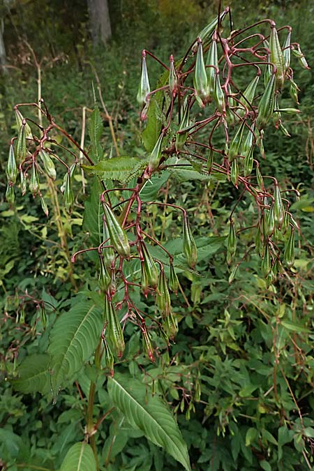 Impatiens glandulifera \ Indisches Springkraut / Indian Balsam, D Schwarzwald/Black-Forest, Baiersbronn 18.10.2025