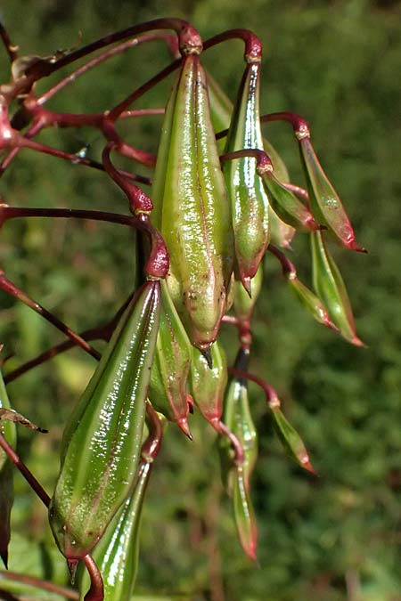 Impatiens glandulifera \ Indisches Springkraut / Indian Balsam, D Schwarzwald/Black-Forest, Baiersbronn 18.10.2025