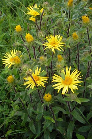 Pentanema hirtum \ Rauer Alant / Hairy Fleabane, D Mosbach 4.6.2016