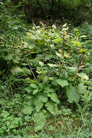 Telekia speciosa \ Gro�e Telekie / Yellow Oxeye, D Odenwald, Brombachtal 3.9.2015