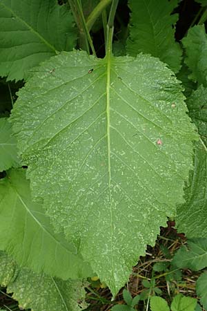 Telekia speciosa \ Gro�e Telekie / Yellow Oxeye, D Odenwald, Brombachtal 3.9.2015