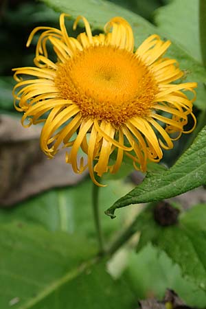 Telekia speciosa \ Gro�e Telekie / Yellow Oxeye, D Odenwald, Brombachtal 3.9.2015