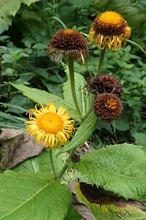 Telekia speciosa \ Gro�e Telekie / Yellow Oxeye, D Odenwald, Brombachtal 3.9.2015