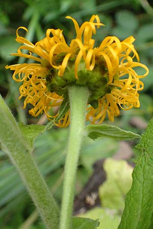 Telekia speciosa \ Gro�e Telekie / Yellow Oxeye, D Odenwald, Brombachtal 3.9.2015