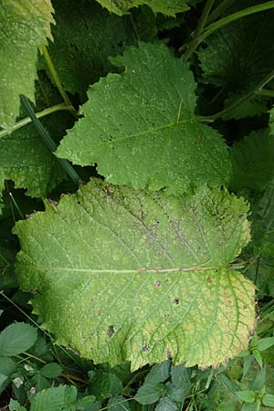 Telekia speciosa \ Gro�e Telekie / Yellow Oxeye, D Odenwald, Brombachtal 3.9.2015