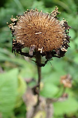 Telekia speciosa \ Gro�e Telekie / Yellow Oxeye, D Odenwald, Brombachtal 3.9.2015