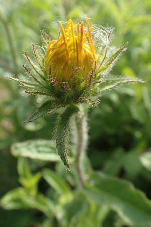 Pentanema hirtum \ Rauer Alant / Hairy Fleabane, D Gerolzhofen-Sulzheim 17.5.2018