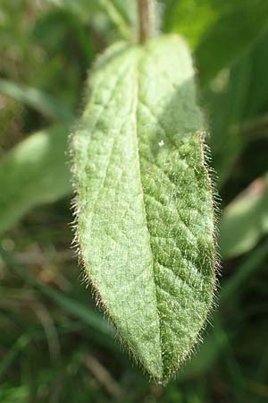 Pentanema hirtum \ Rauer Alant / Hairy Fleabane, D Gerolzhofen-Sulzheim 17.5.2018