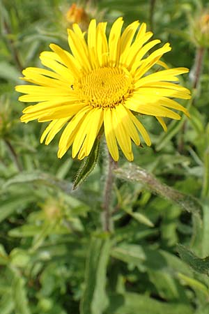 Pentanema hirtum \ Rauer Alant / Hairy Fleabane, D Gerolzhofen-Sulzheim 17.5.2018