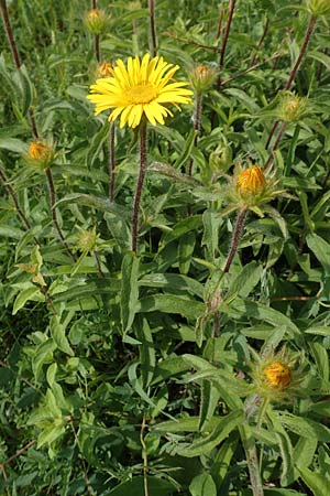 Pentanema hirtum \ Rauer Alant / Hairy Fleabane, D Gerolzhofen-Sulzheim 17.5.2018