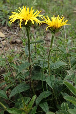 Pentanema hirtum \ Rauer Alant / Hairy Fleabane, D Werbach 29.5.2019